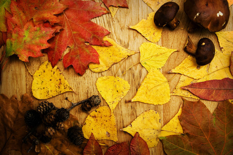 Фотообои под заказ Осенние листья