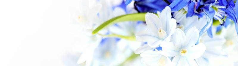 Белые с синие цветы