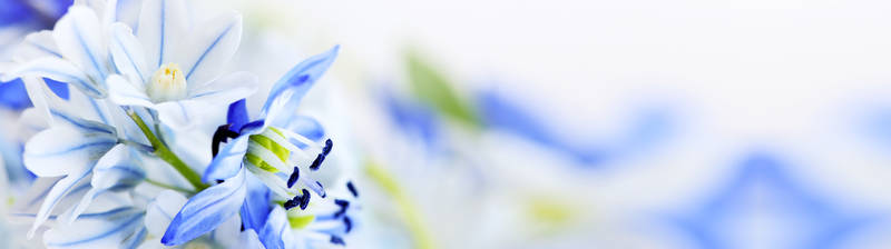 Бело-синие цветы