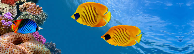 Желтые рыбки