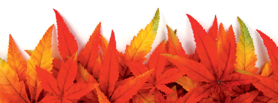 Осенние листья, дизайн #06457