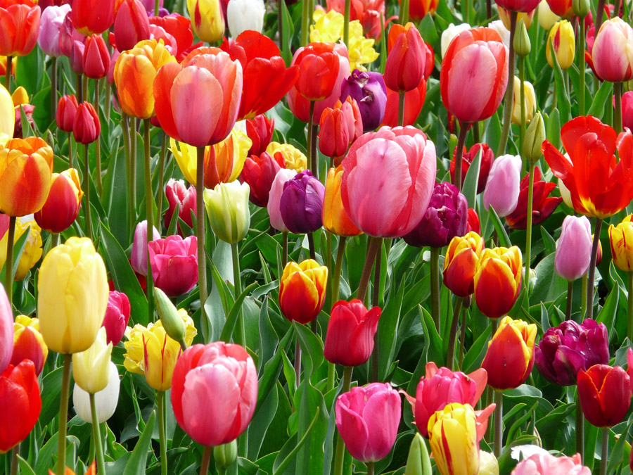 Разноцветные тюльпаны, дизайн #06468