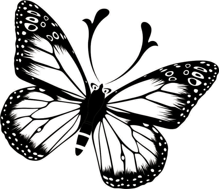 Распечатки бабочек черно. Бабочка черно белая. Бабочки для печати. Бабочки картинки для печати. Бабочки для печати черно белые.