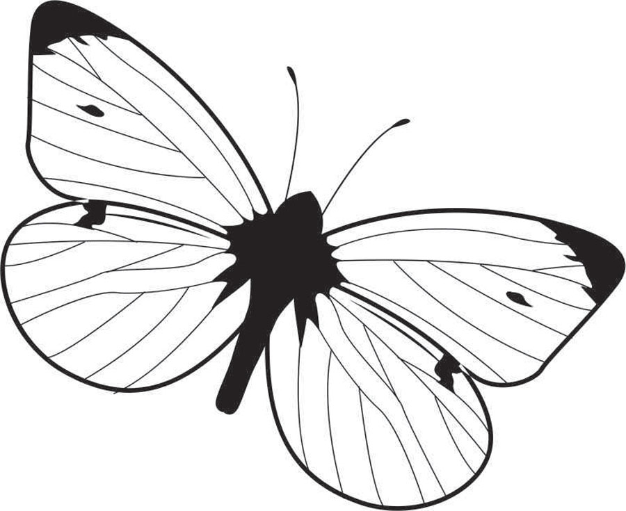 Бабочка лимонница рисунок. Бабочка капустница. Бабочка лимонница. Раскраска "бабочки". Бабочка черно белая.