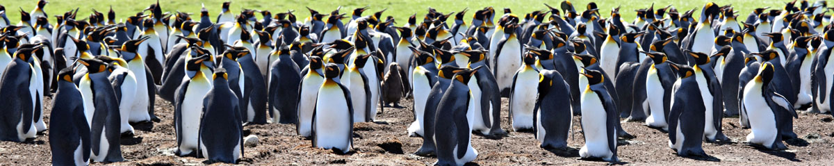 Пингвины, дизайн #08818